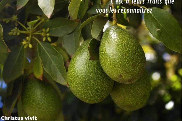 Des bons arbres qui produisent de bons fruits!