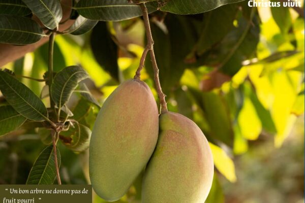 On ne porte pas de bons fruits au hasard !