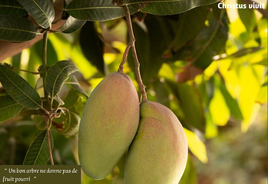 On ne porte pas de bons fruits au hasard !
