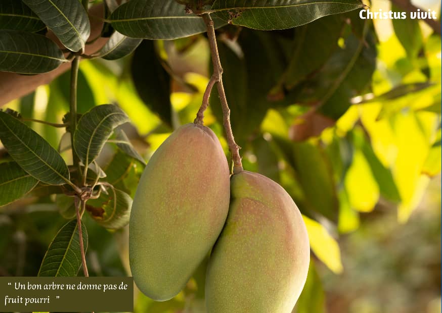 On ne porte pas de bons fruits au hasard !