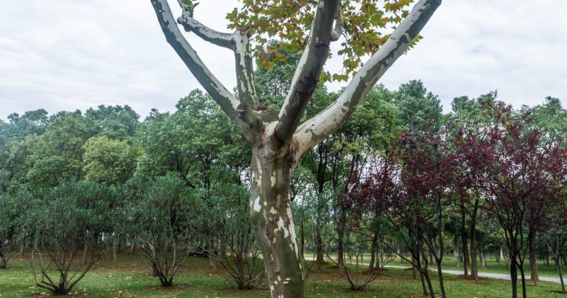 Les grandeurs humaines s’écroulent, mais la Parole du Seigneur demeure!