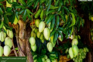 Dieu sème encore : saurons-nous porter du fruit aujourd’hui ?