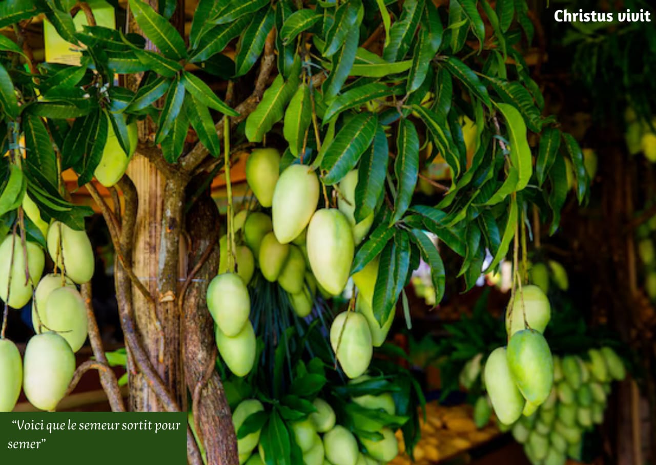 Dieu sème encore : saurons-nous porter du fruit aujourd’hui ?