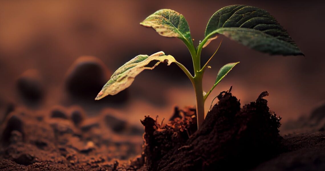 Laisser Dieu faire grandir ce que nous ne maîtrisons pas!